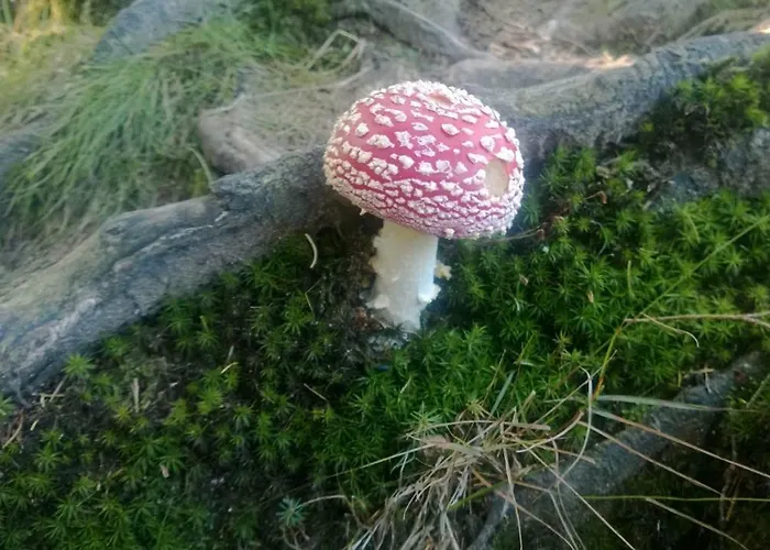 Appartement Luchsbutze *